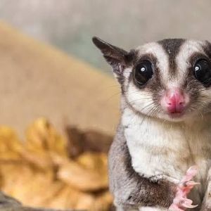 Meet your Posher, Alice